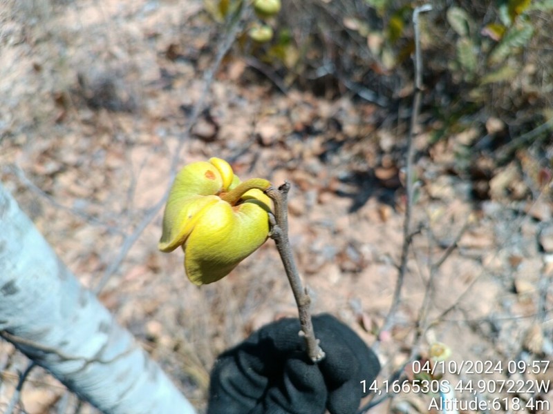 Annona dioica photo 7