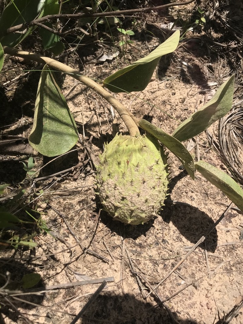 Annona dioica photo 8