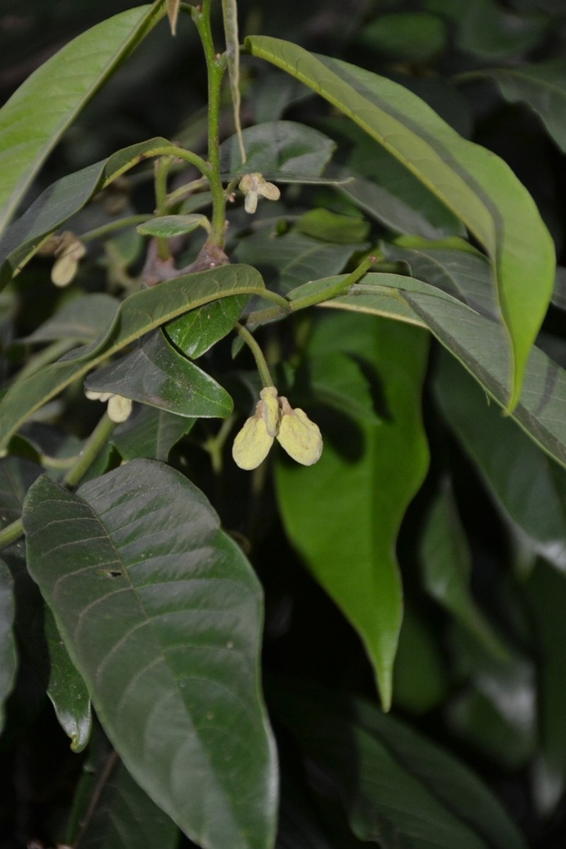 Annona dolabripetala photo 2