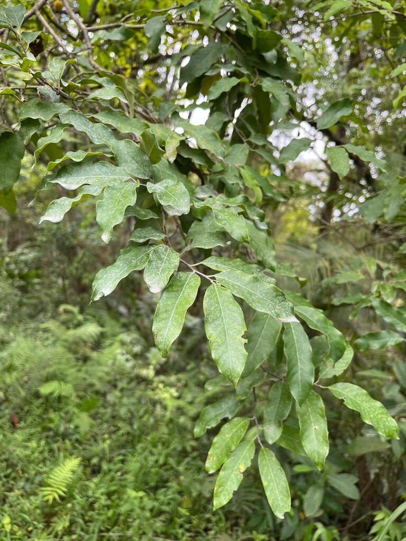 Annona dolabripetala photo 3