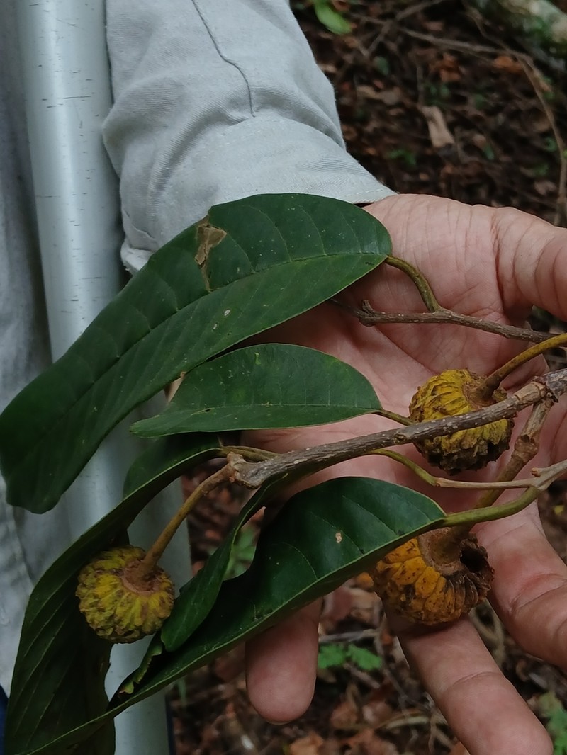 Annona dolabripetala photo 4