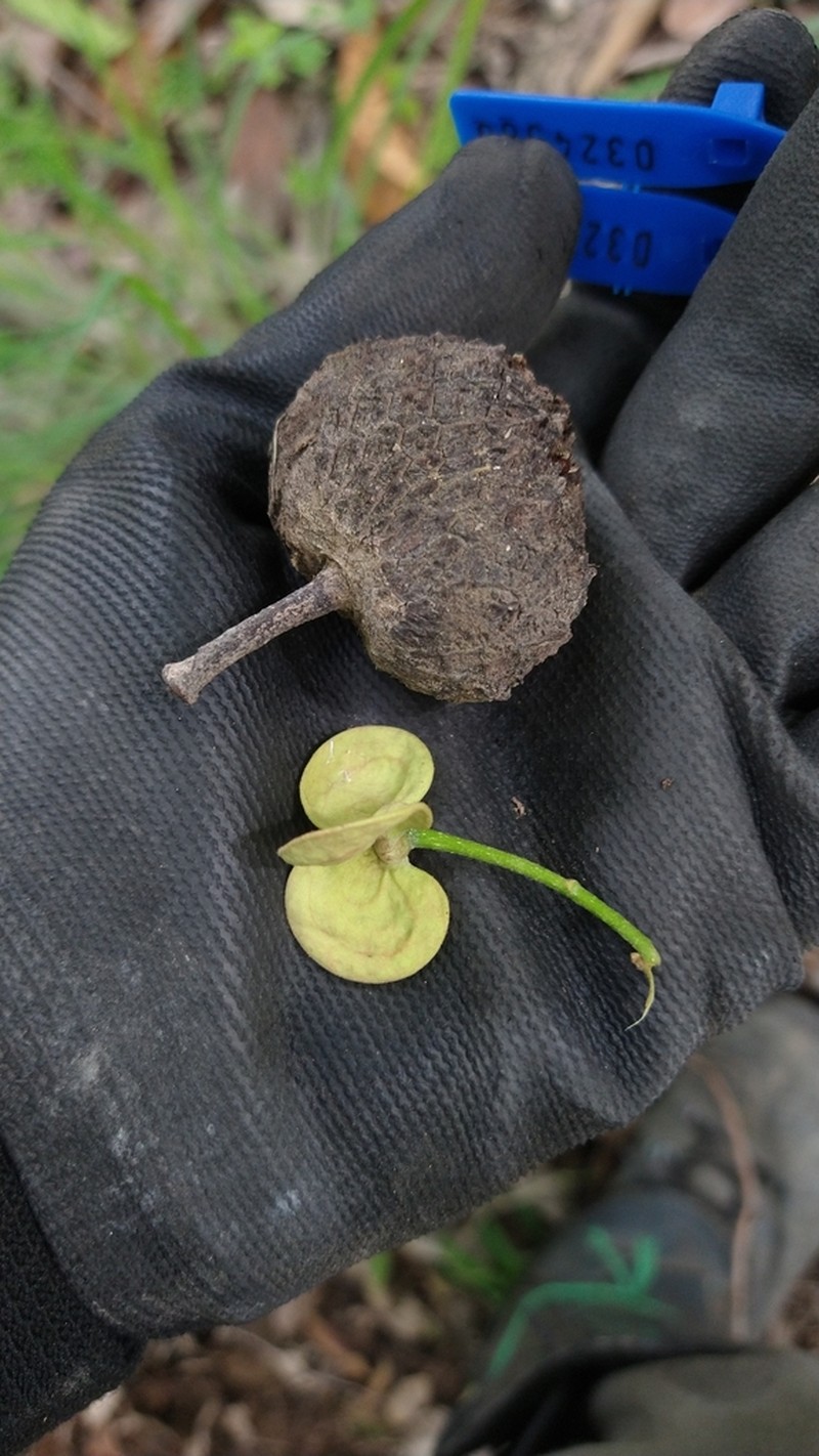 Annona dolabripetala photo 5