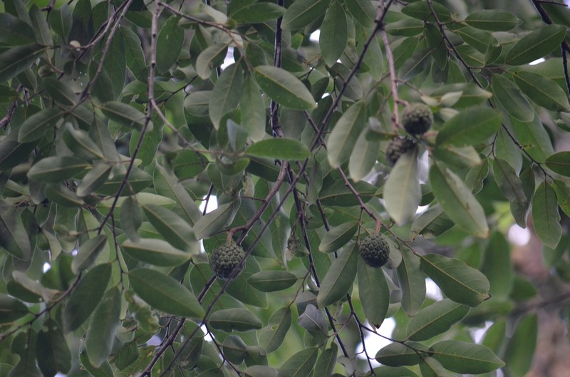 Annona dolabripetala photo 6