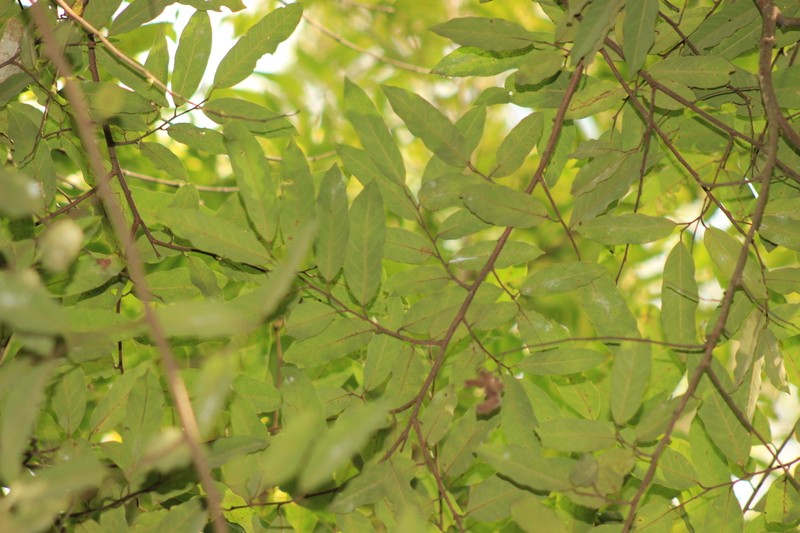 Annona dolabripetala photo 8