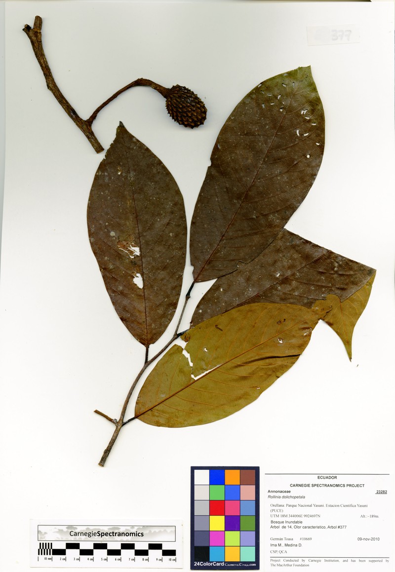 Annona dolichopetala photo 2