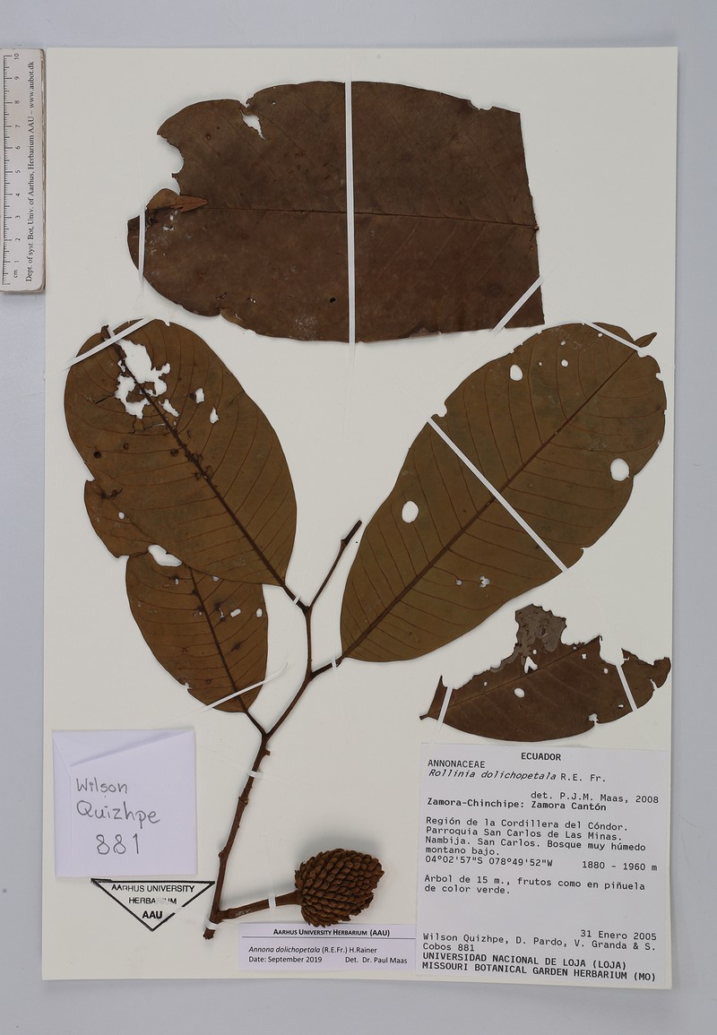 Annona dolichopetala photo 3