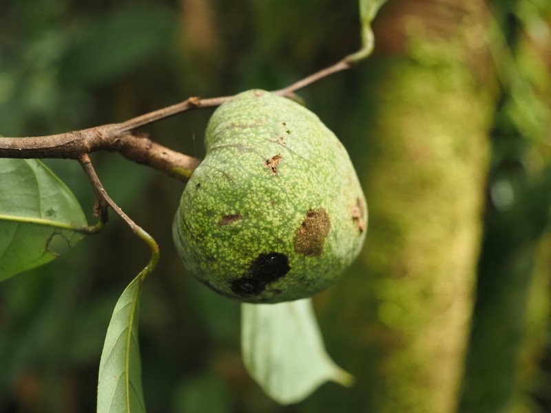 Annona duckei