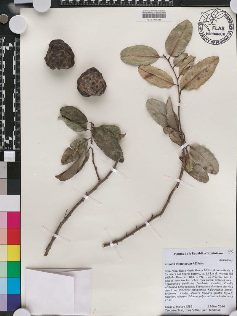 Annona dumetorum photo 2