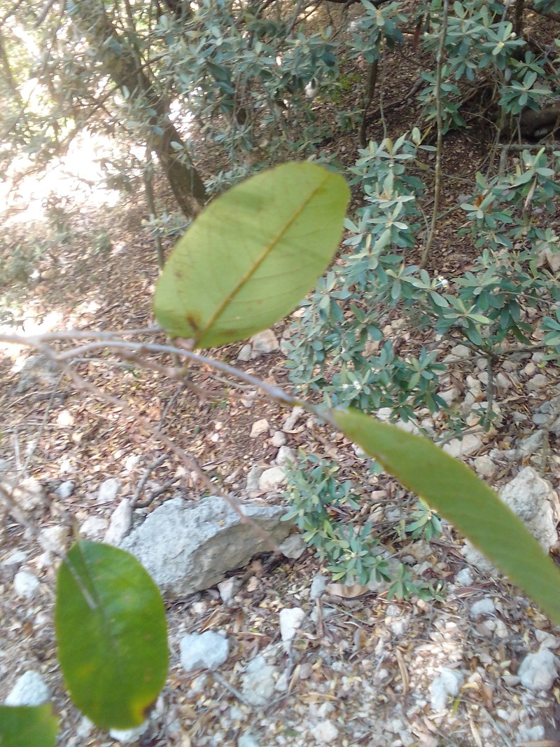 Annona dumetorum photo 3