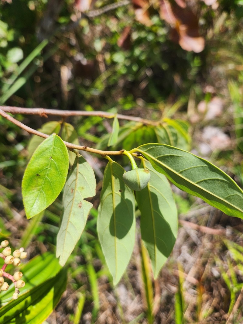 Annona echinata photo 2