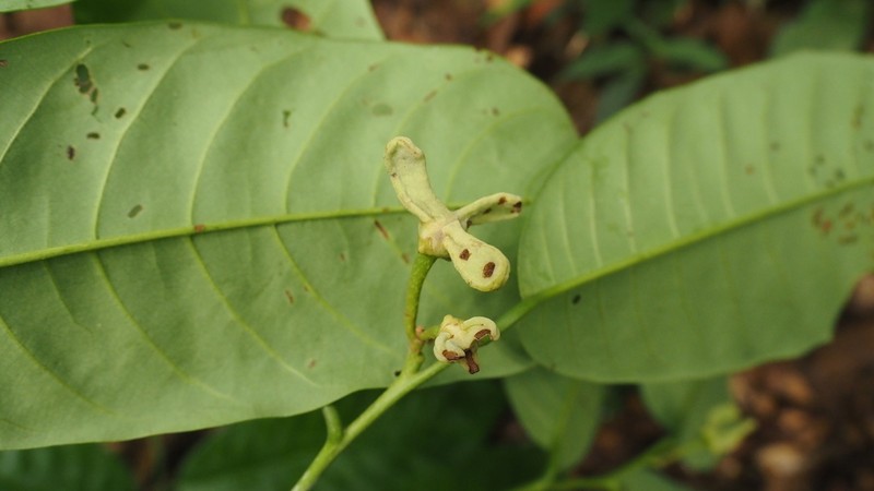 Annona edulis