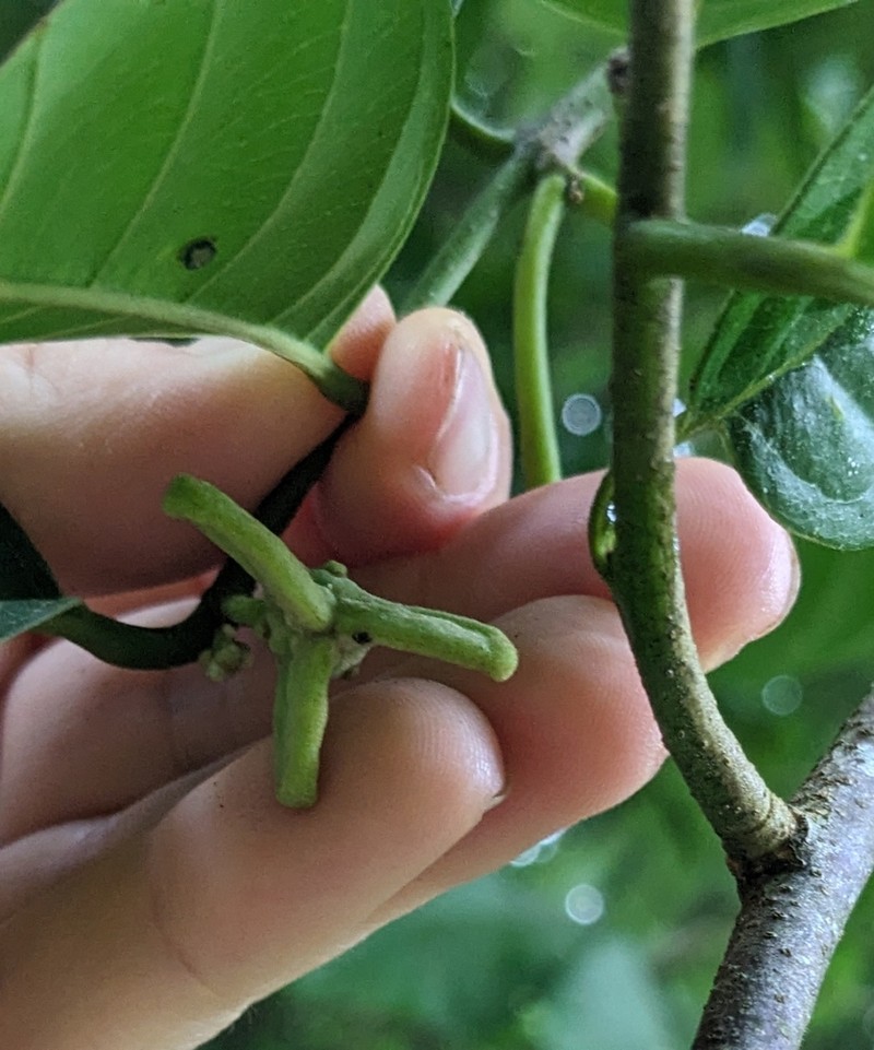 Annona edulis photo 2