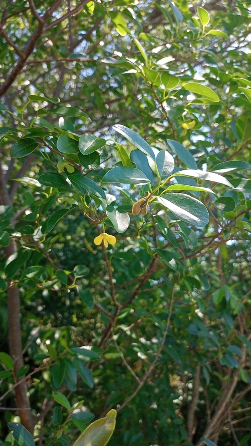 Annona emarginata photo 2