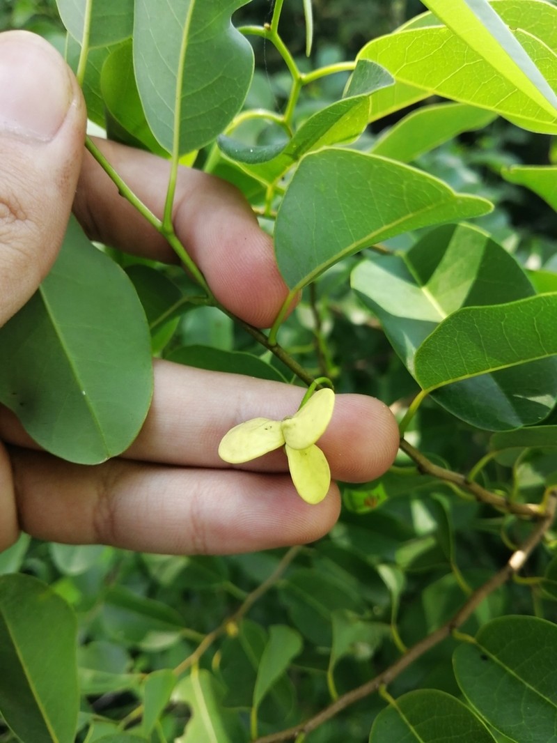 Annona emarginata photo 3