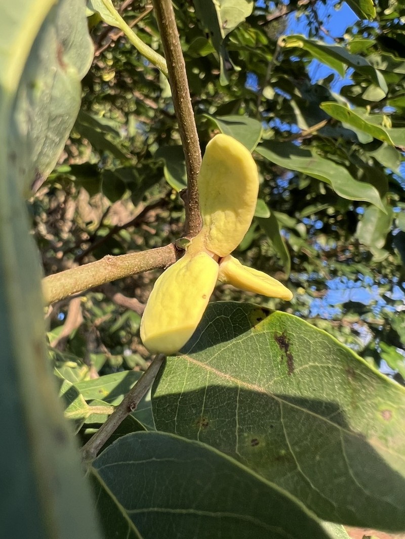 Annona emarginata photo 4