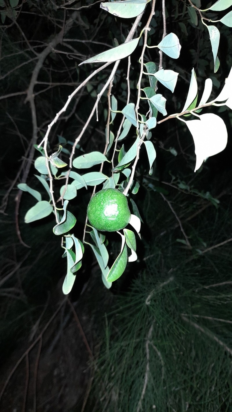 Annona emarginata photo 5
