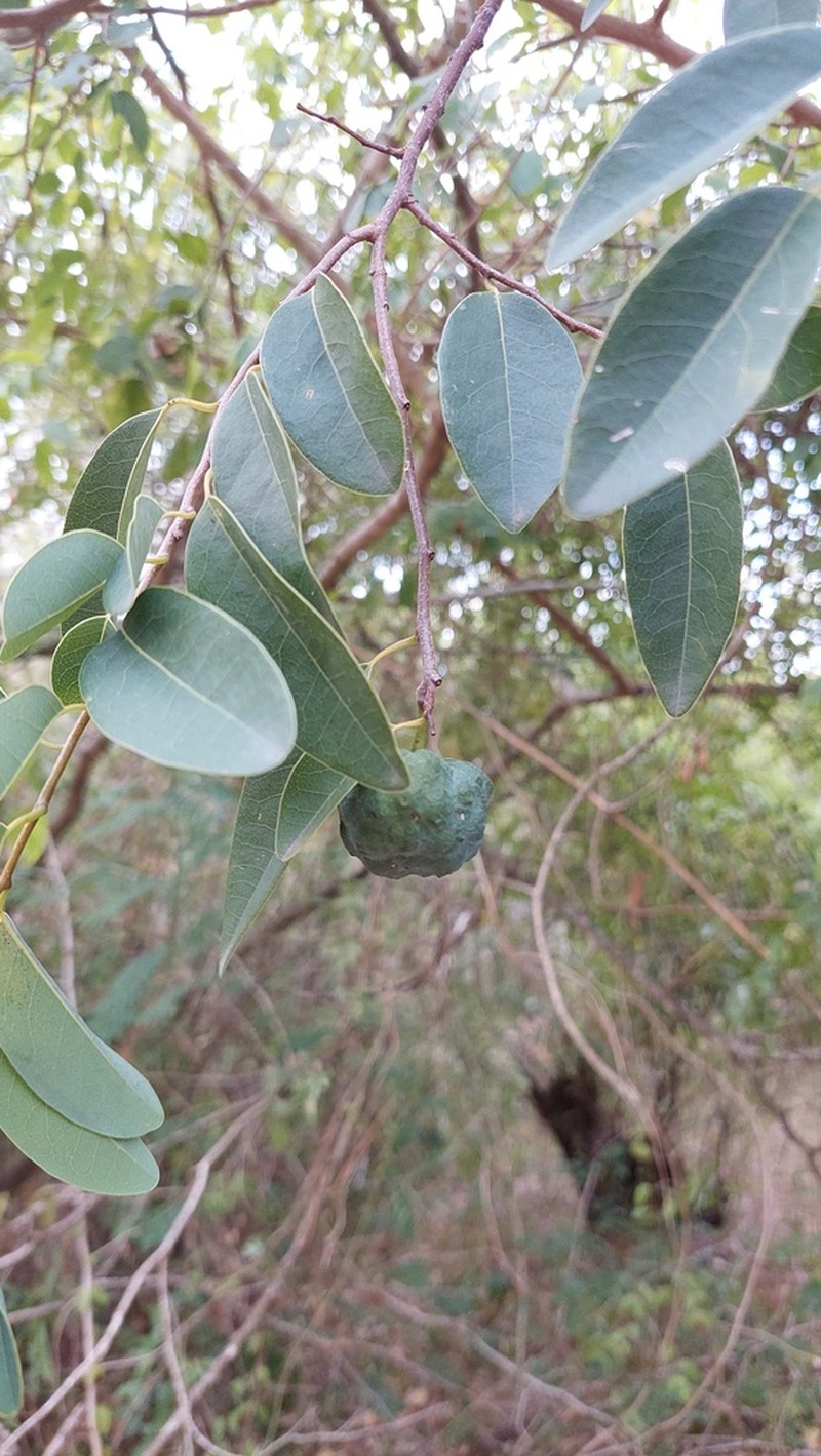 Annona emarginata photo 6