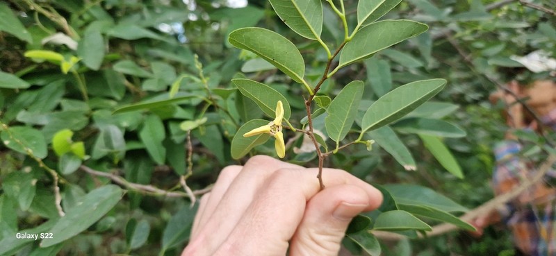 Annona emarginata photo 7