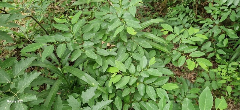 Annona emarginata photo 8