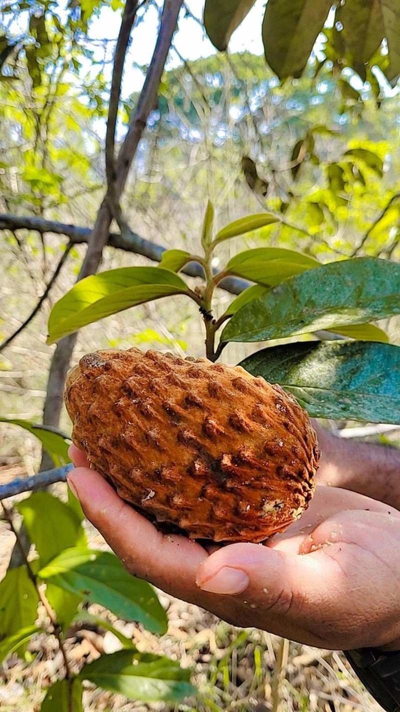Annona excellens