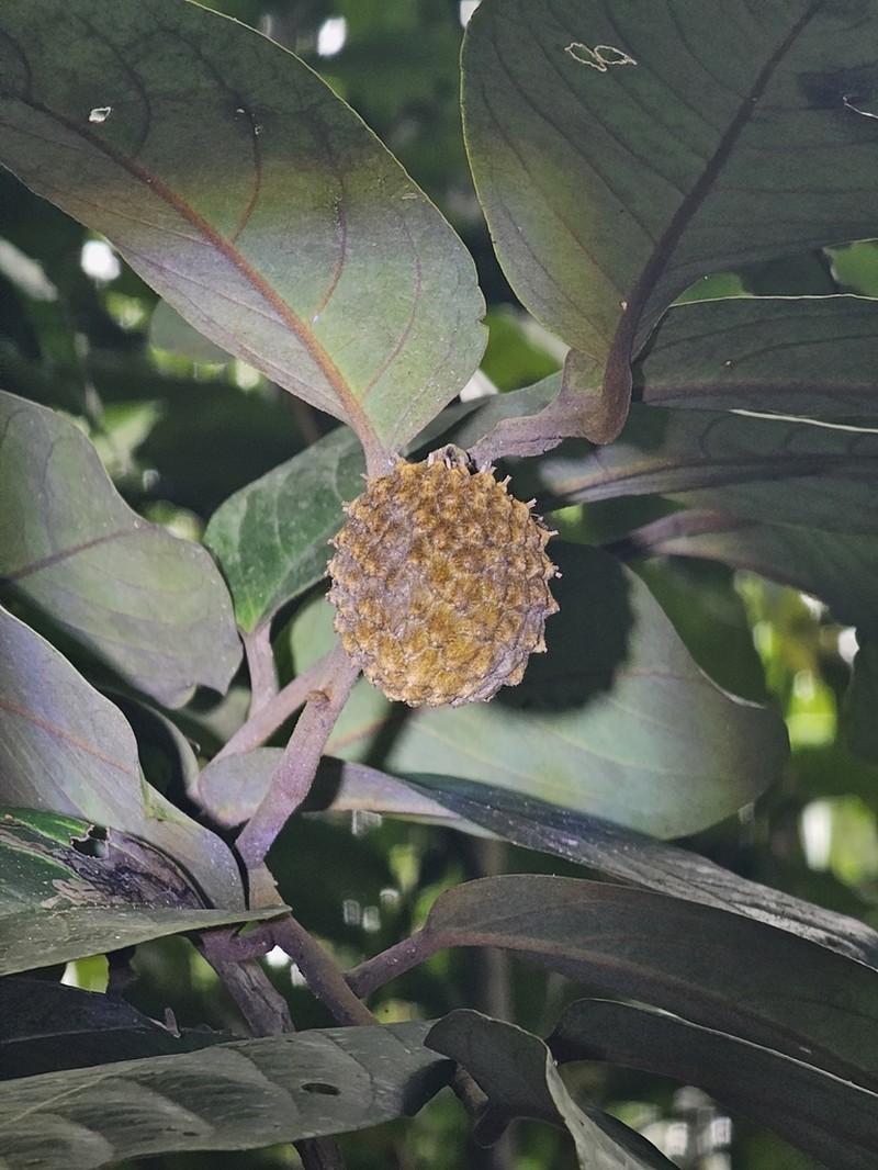 Annona excellens photo 2