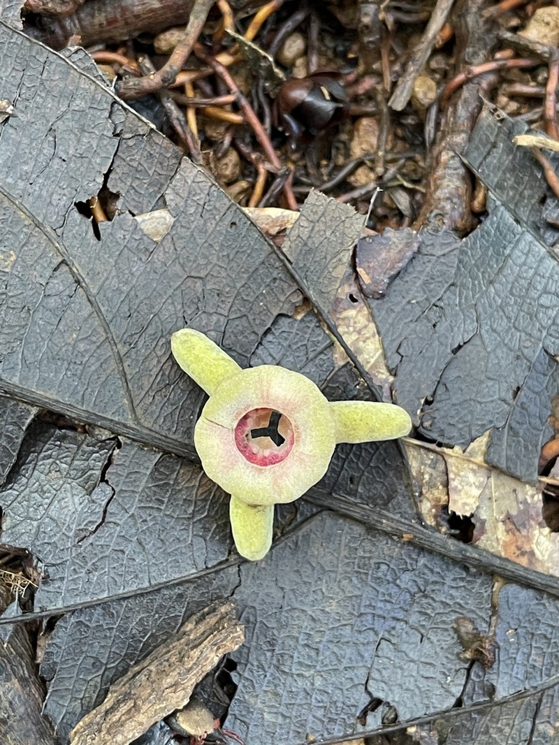 Annona exsucca