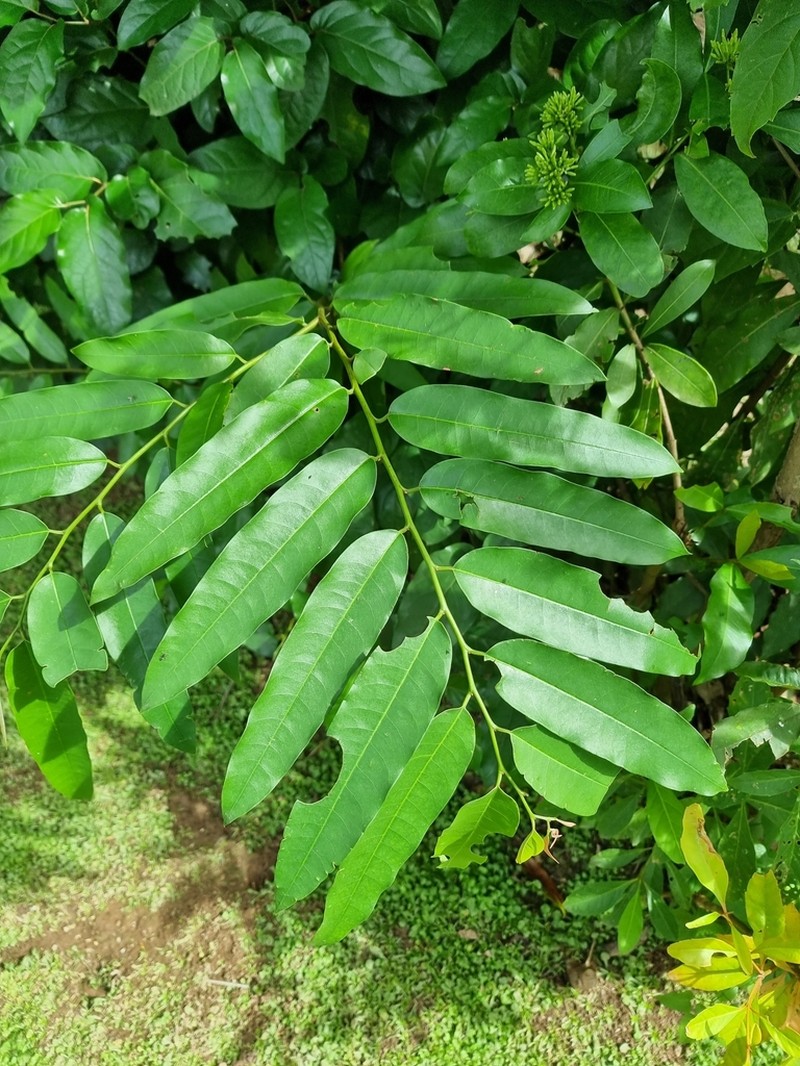 Annona exsucca photo 2