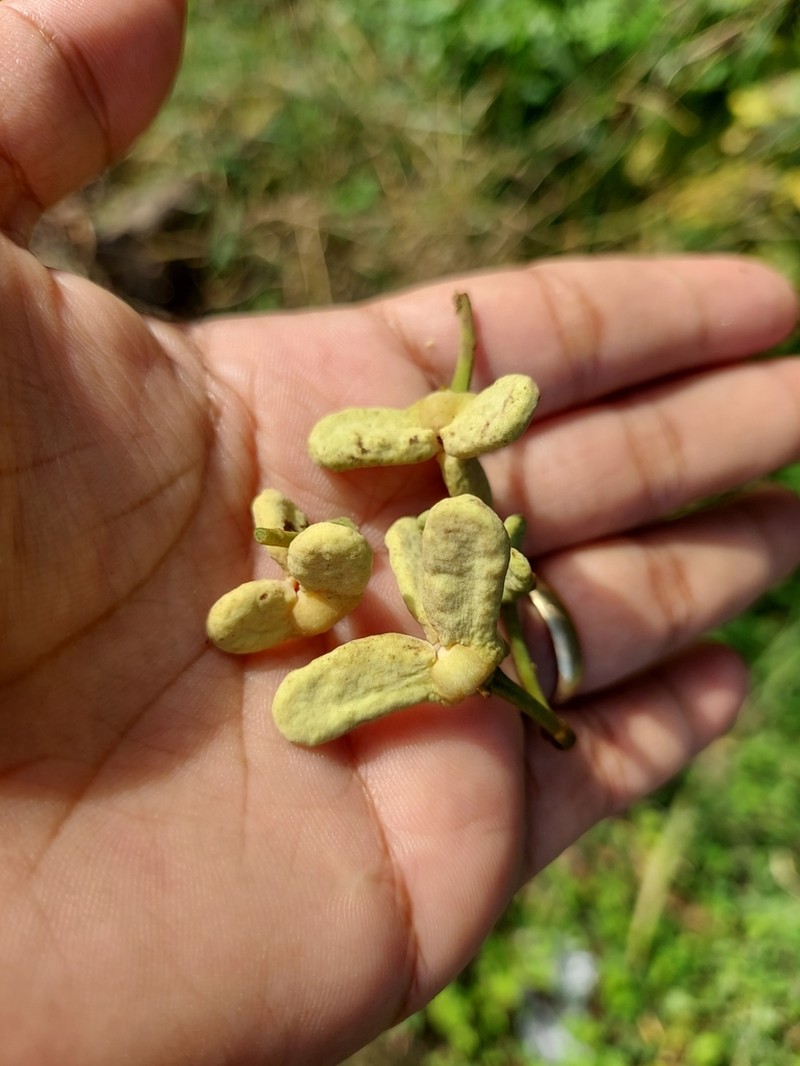 Annona exsucca photo 3