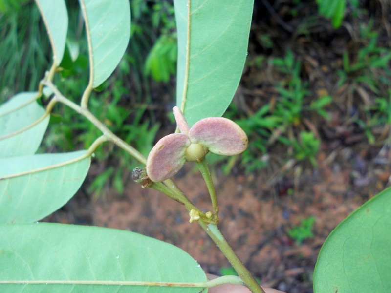 Annona exsucca photo 4