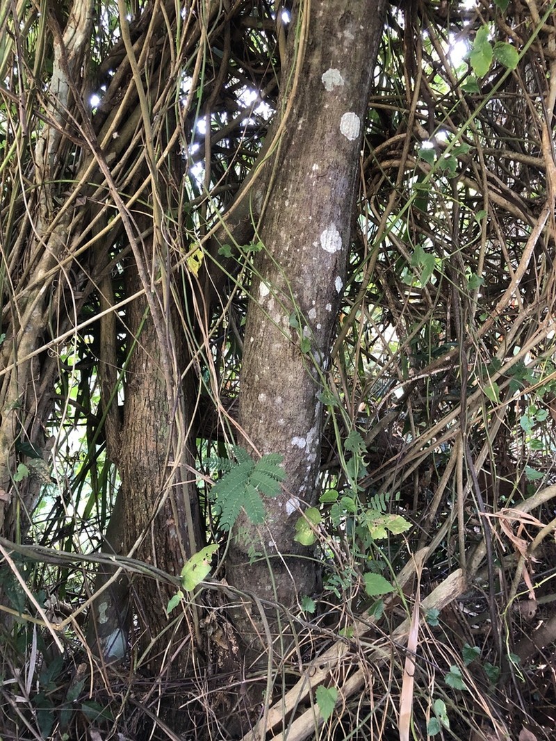 Annona exsucca photo 5