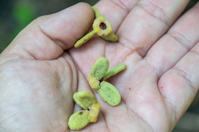 Annona exsucca photo 6