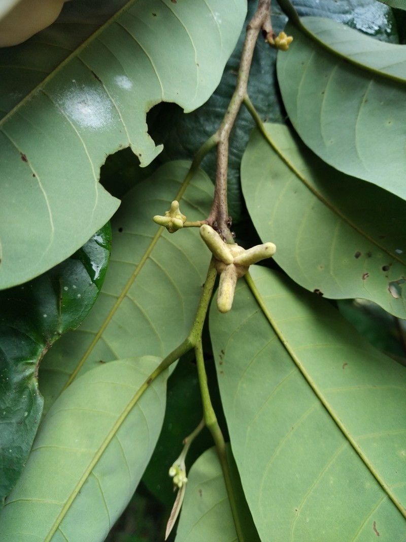 Annona exsucca photo 7
