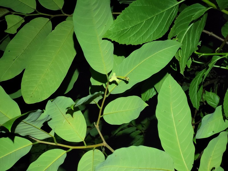 Annona exsucca photo 8