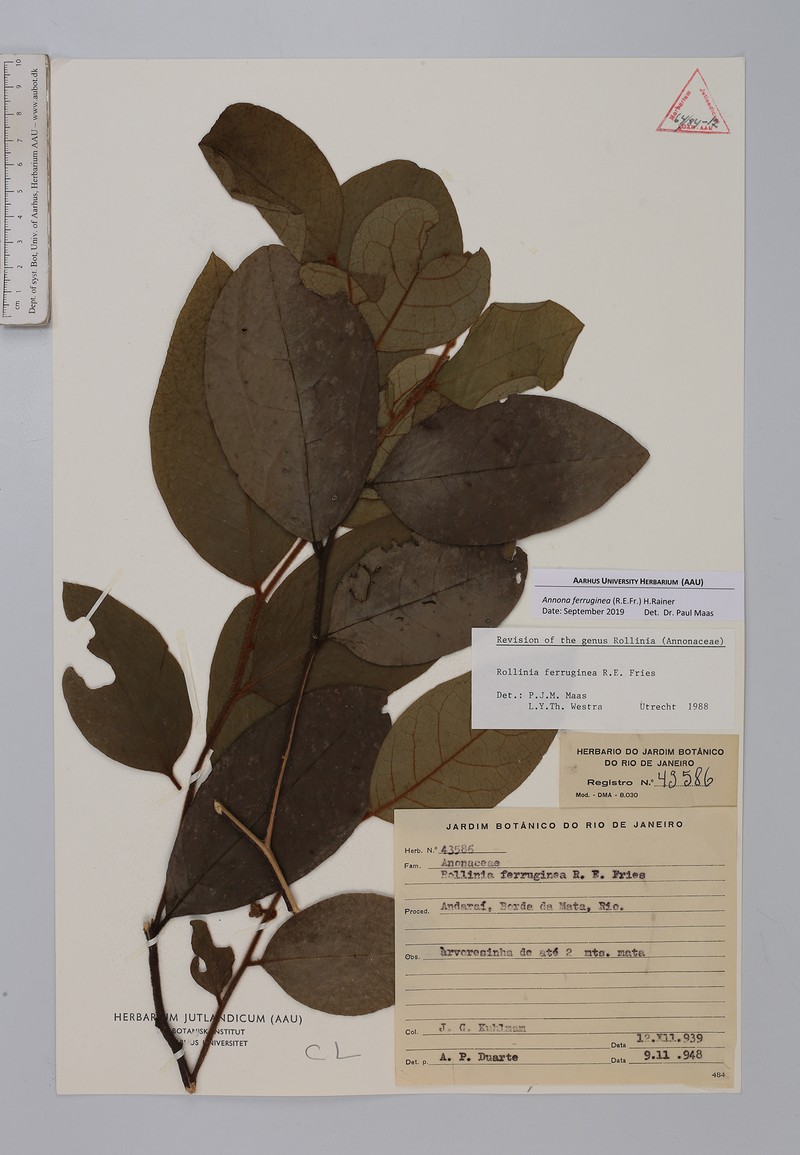 Annona ferruginea photo 2