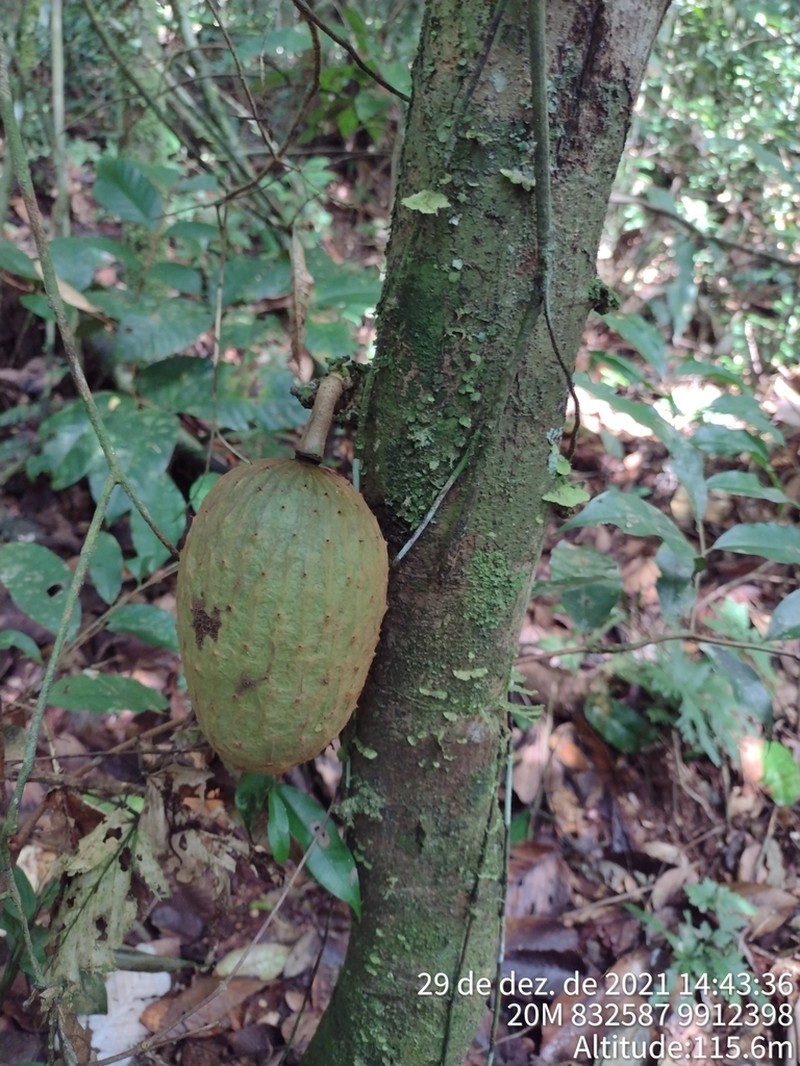 Annona foetida photo 2