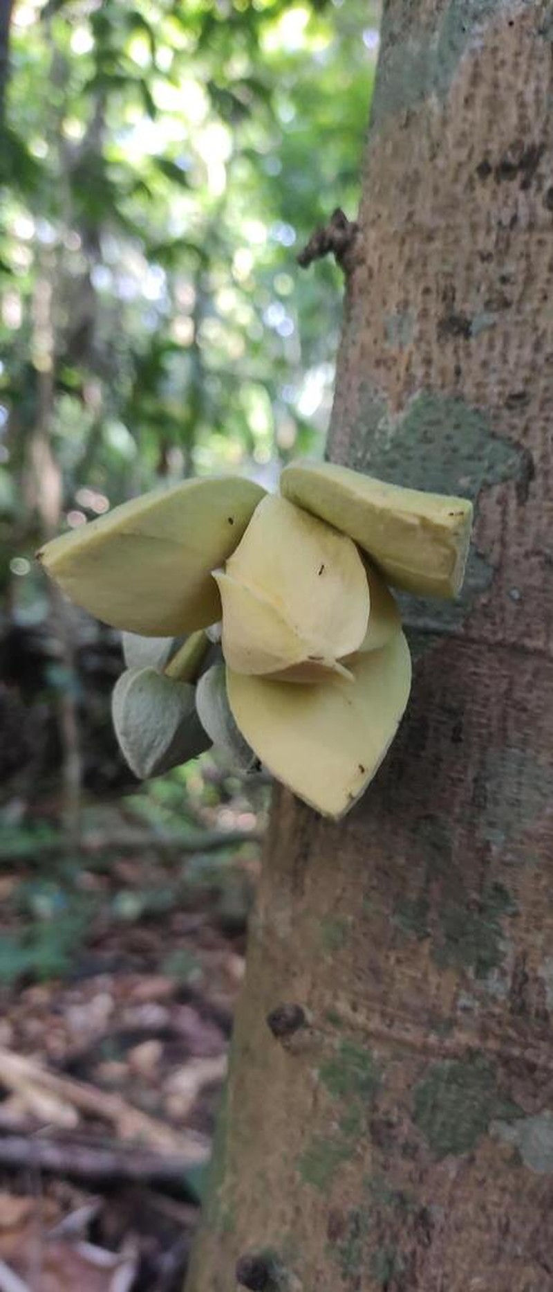 Annona foetida photo 3