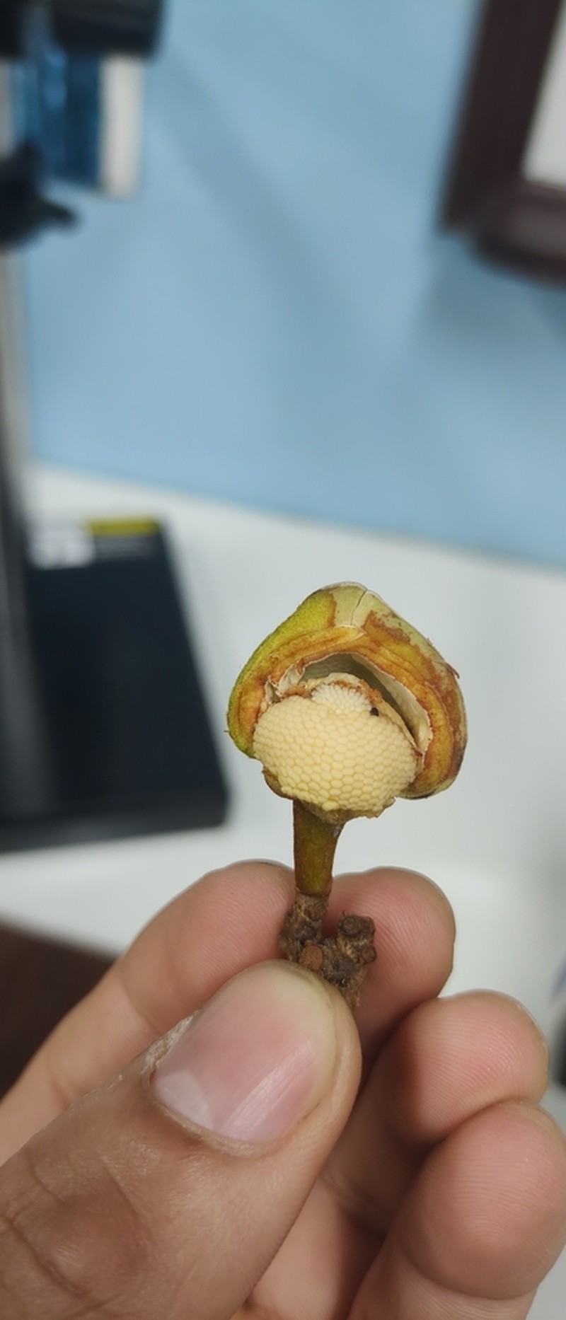 Annona foetida photo 4