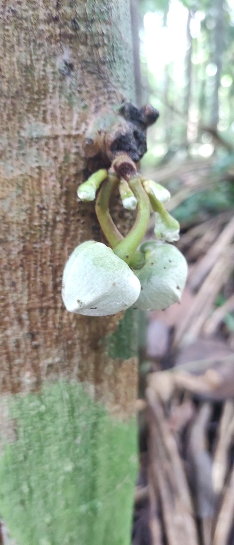 Annona foetida photo 5
