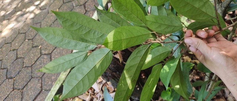 Annona foetida photo 6