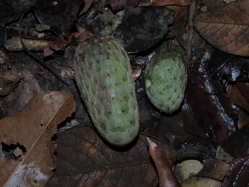 Annona foetida photo 7