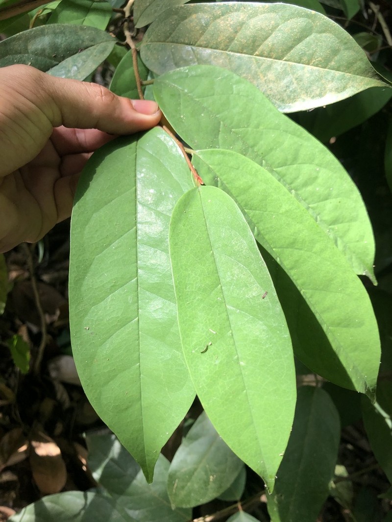 Annona foetida photo 8