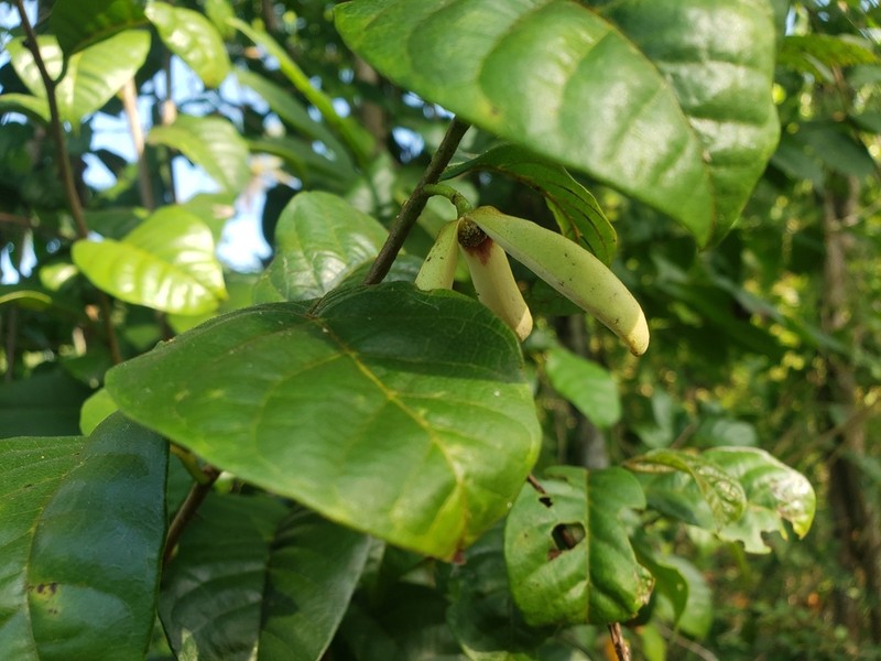 Annona frutescens