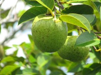 Pond Apple