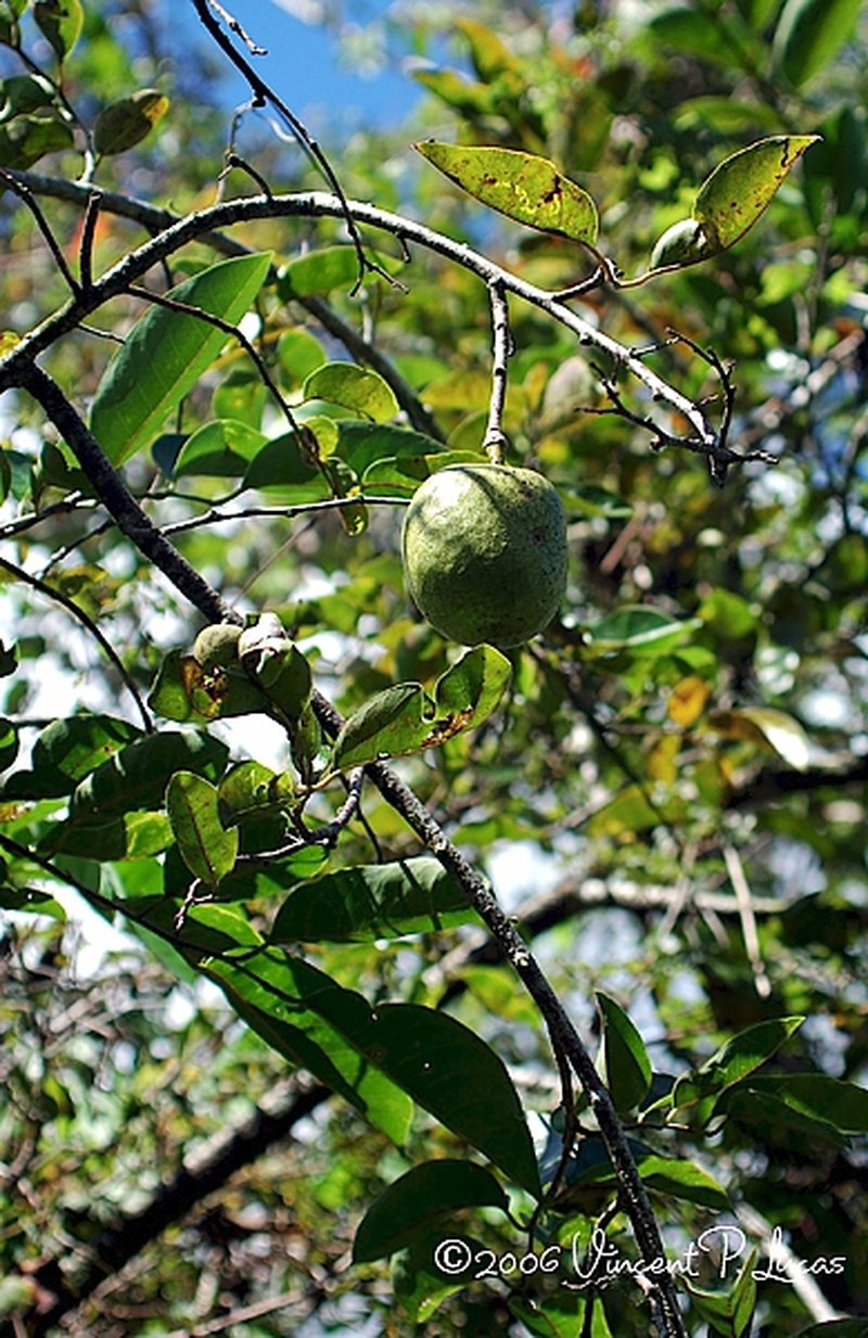 Pond Apple photo 2