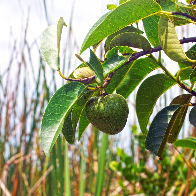 Pond Apple photo 3