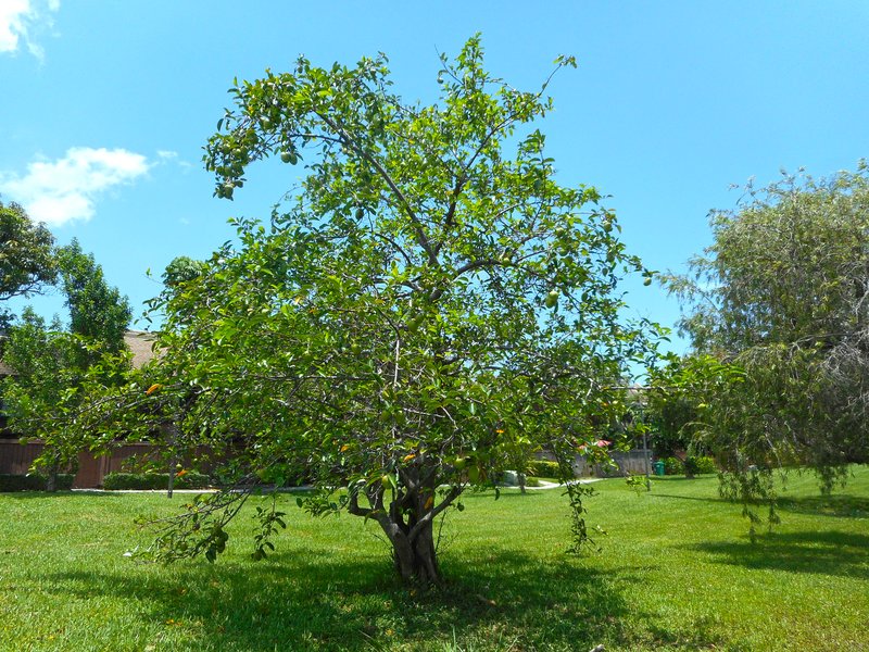 Pond Apple photo 4