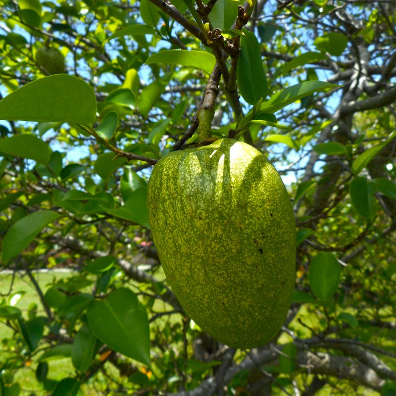 Pond Apple photo 5