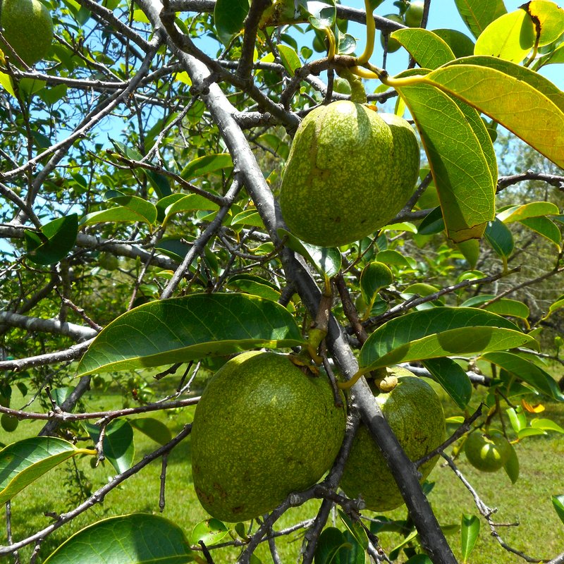 Pond Apple photo 6