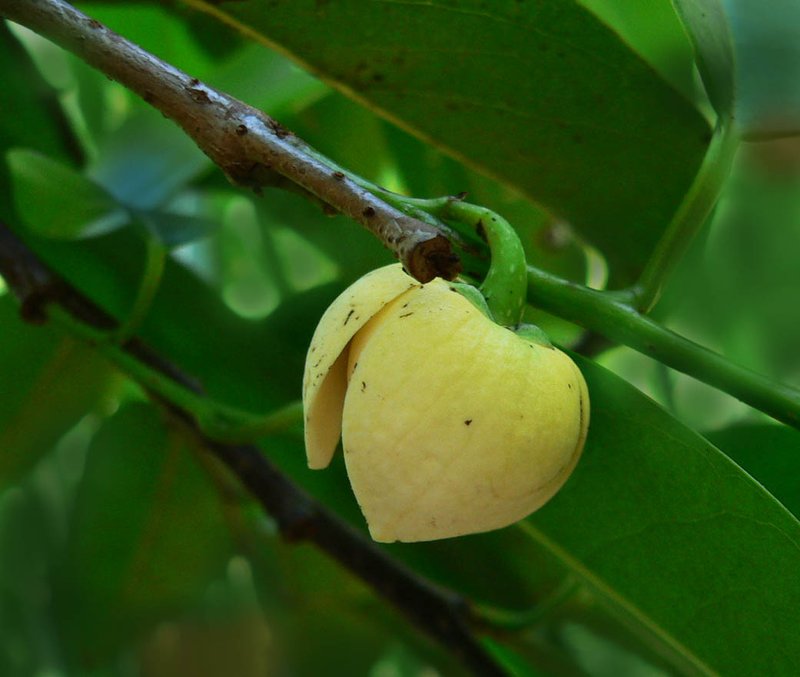 Pond Apple photo 8