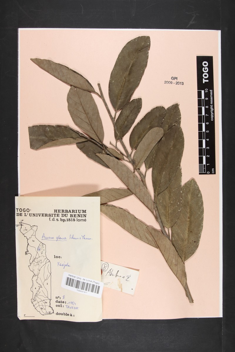 Annona glauca